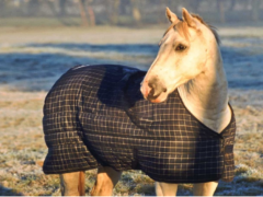 A Horse Sheet,