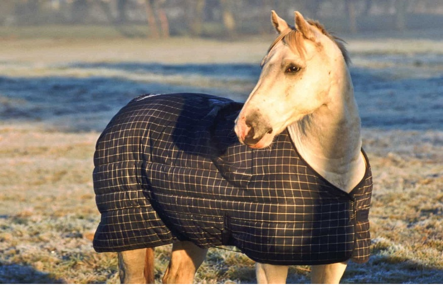 A Horse Sheet,