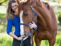 take care of your horse